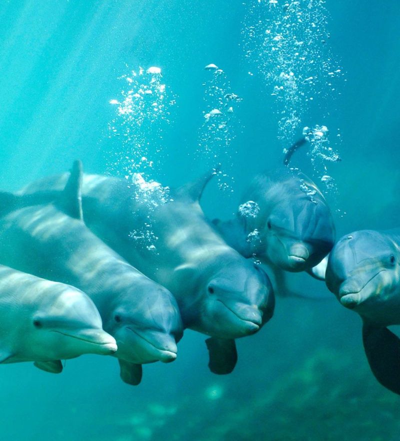 places-to-visit-in-cozumel-ibrokers-dolphins